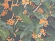 金木犀の花　