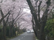 伊豆高原桜並木『桜のトンネル』