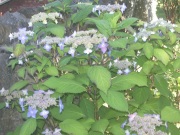 ミヨーの庭で一番早く咲く額紫陽花