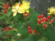 スペリカムの花と実　色のコントラスト