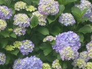 当館パウダールームから観賞できる紫陽花