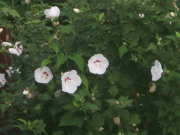 木槿の花が真っ盛り