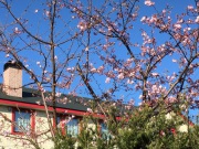 ミヨーの河津桜