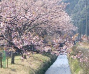 里山と桜.jpg