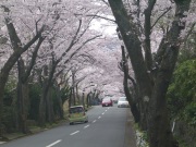 伊豆高原桜並木（これが満開！）
