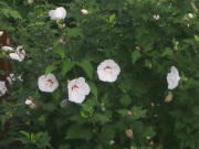 夏の花　「木槿」が盛りです。
