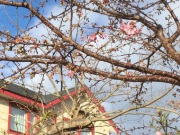 見頃は２月中旬？