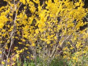 庭のレンギョウ《鮮やかな黄色》
