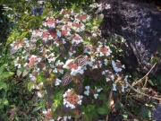 当館の『山紫陽花』の一種