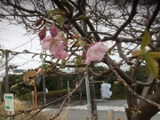 当館近くの『小室桜』