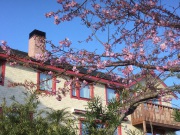 ミヨーの庭の河津桜も満開間近