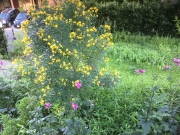 秋の花盛り！