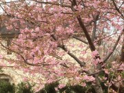 せめて写真で送る桜です。