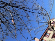 当館の河津桜は、この状態