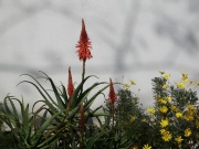 アロエの花