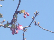 河津桜ほころぶ！