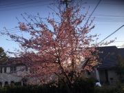 河津桜