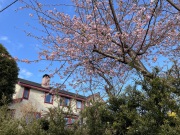 当館と河津桜　2/16