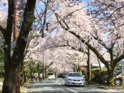 桜満開です！