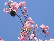 庭の河津桜とメジロ.jpg