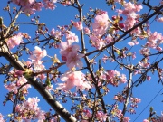 満開に近い河津桜